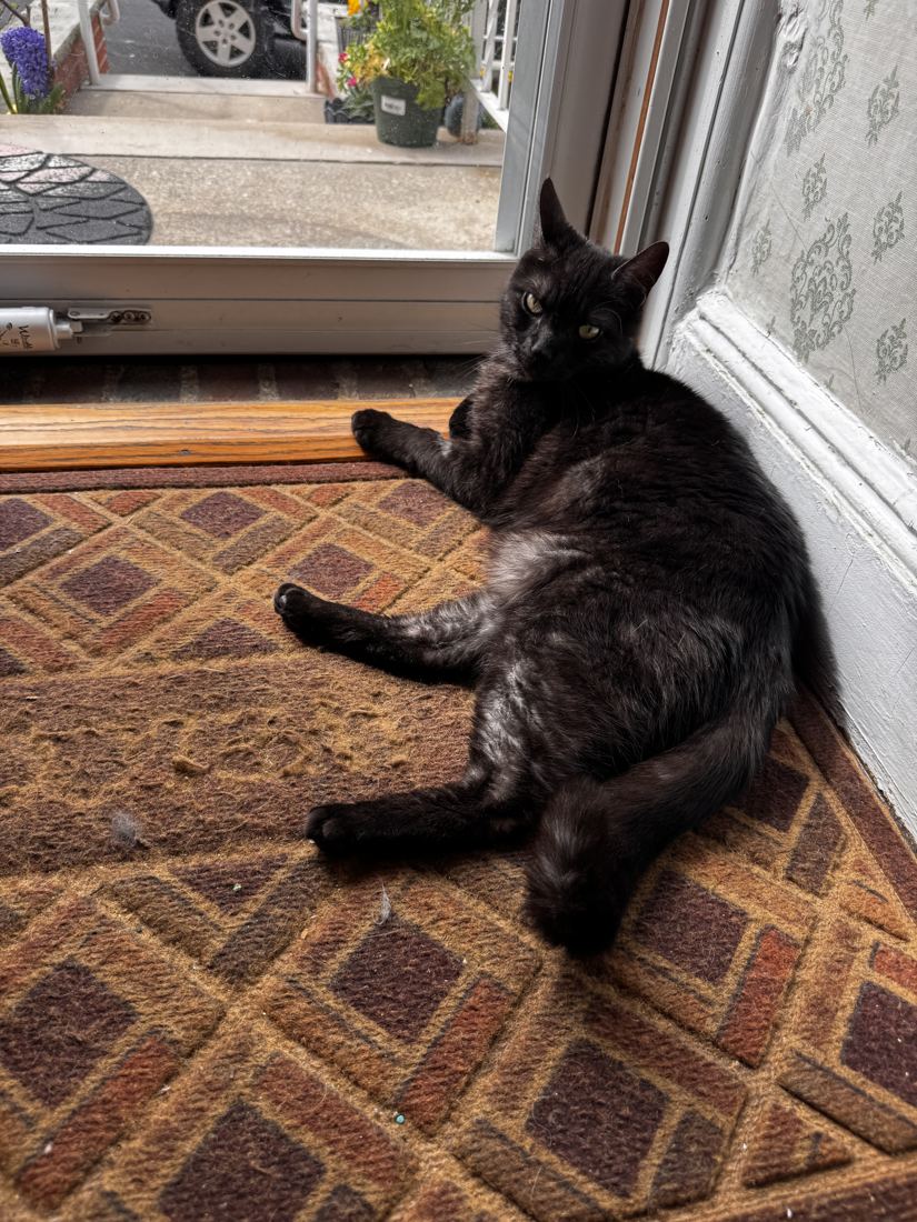 A black cat stretched out on a rug by a window