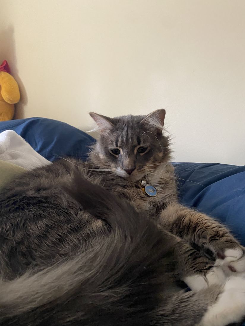 A fluffy gray tabby cat curled up on a bed