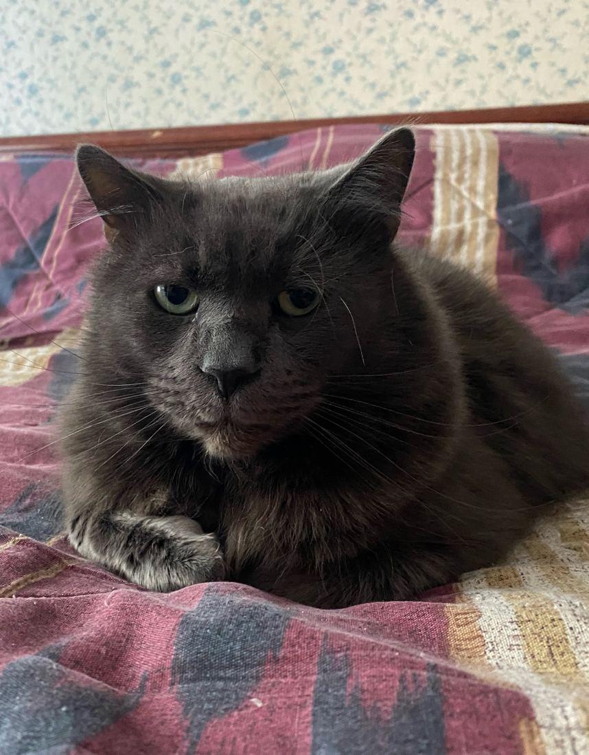 A gray cat lying on a patterned bedspread, looking at the camera