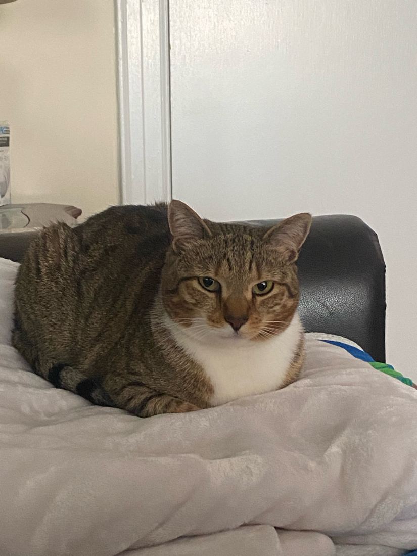 A brown tabby and white cat lying on a blanket
